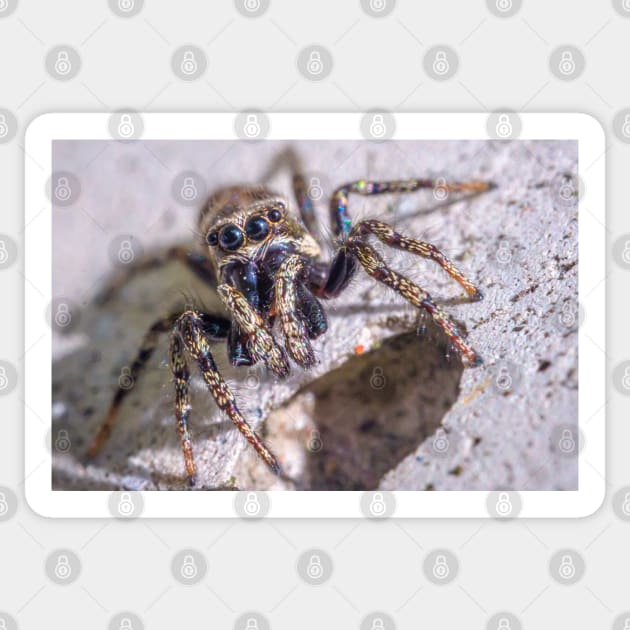 What's Shakin' Spidey? Jumping Spider Macro Photograph Sticker by love-fi